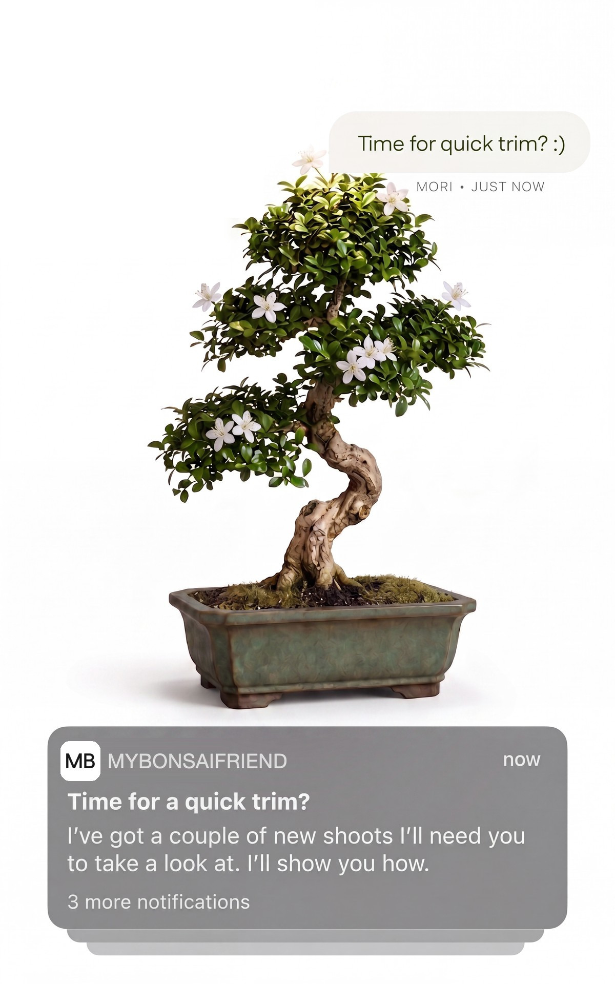 A MyBonsaiFriend bonsai with a care reminder